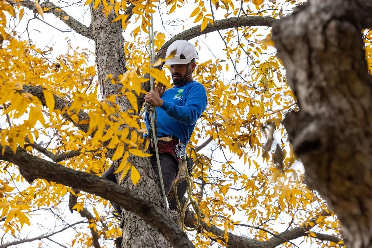 Skilled Tree Pruning crew working in Put In Bay